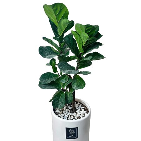 فیکوس لیراتا با گلدان سفید