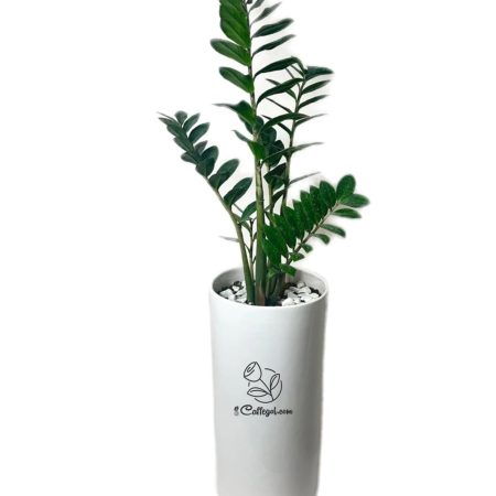 زاموفیلیا با گلدان سفید